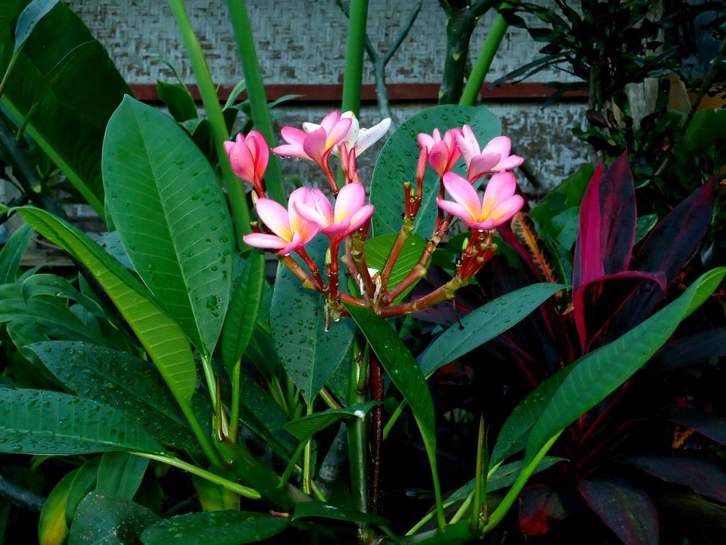 Dewa Put Guest House Ubud Dış mekan fotoğraf